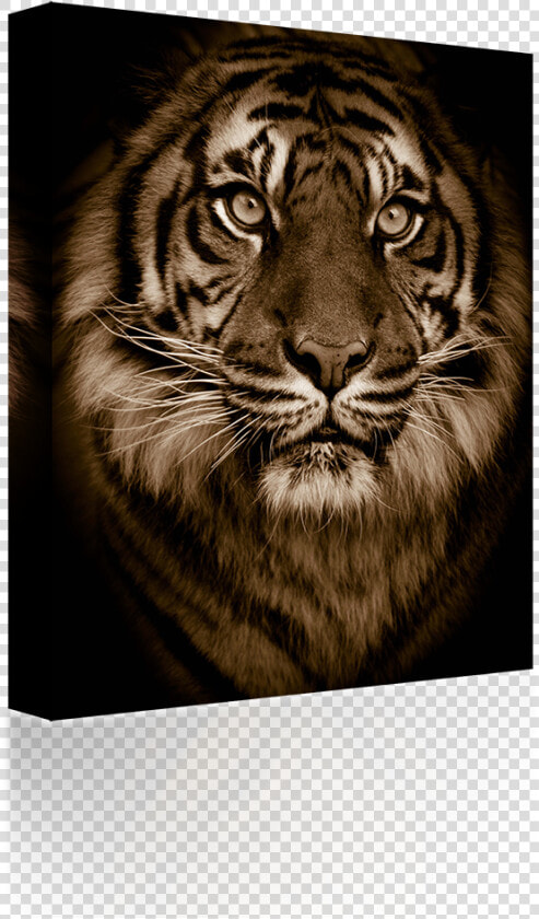 Golden Bengal Tiger Green Eyes Big Cat Zippo Lighter   Macbook Air 11 Inch Tiger Case  HD Png DownloadTransparent PNG