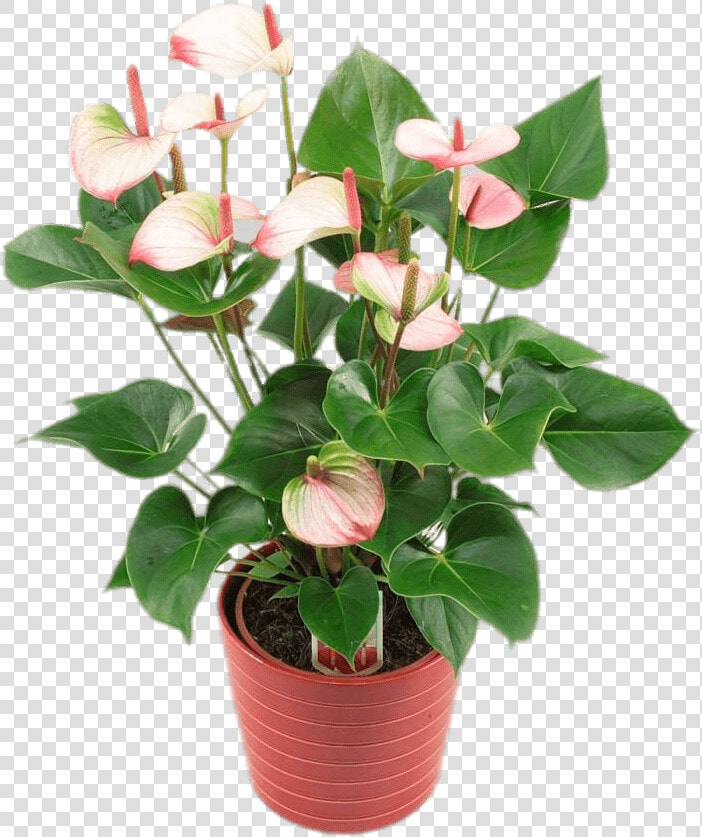 Potted Anthurium   Anthurium Princess Amalia Elegance  HD Png DownloadTransparent PNG