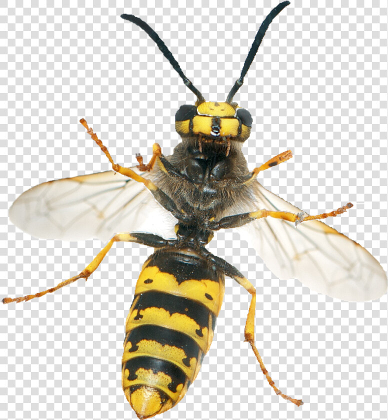 Wasp Png   Get Rid Of A Wasp  Transparent PngTransparent PNG