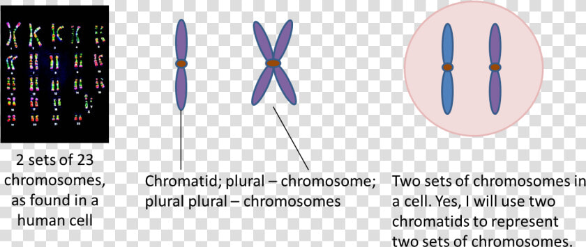 Clip Art Genetics Viirulentscience Two Sets   Chromosomes  HD Png DownloadTransparent PNG