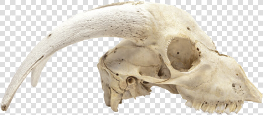 Animal Skulls Skeleton Bone   Dead Animal Skeleton Png  Transparent PngTransparent PNG