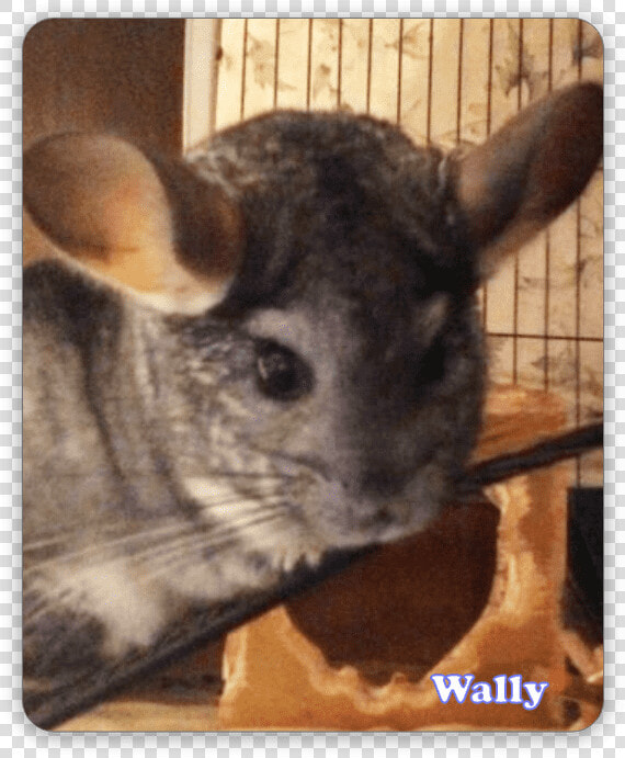 Chinchilla  HD Png DownloadTransparent PNG