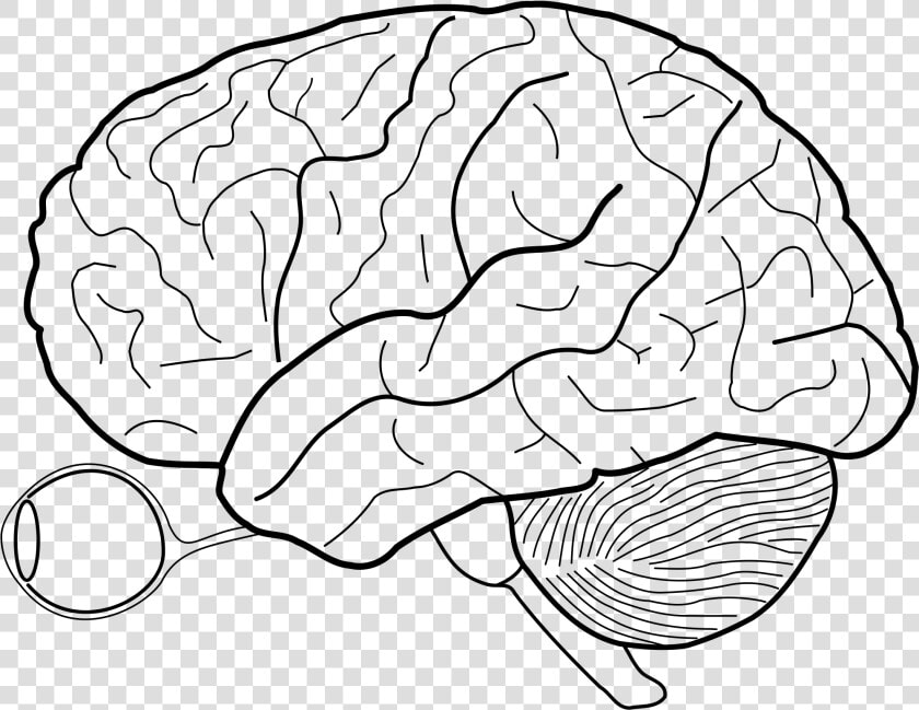 Human Brain Sketch With Eyes And Cerebrellum   Blank Cerebral Cortex Diagram  HD Png DownloadTransparent PNG