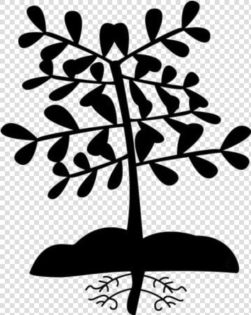 Transparent Cartoon Plant With Roots Png   Plant Roots Clipart Transparent  Png DownloadTransparent PNG