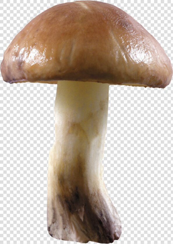 Mushroom Png Transparent Image   Mushroom Without Background  Png DownloadTransparent PNG