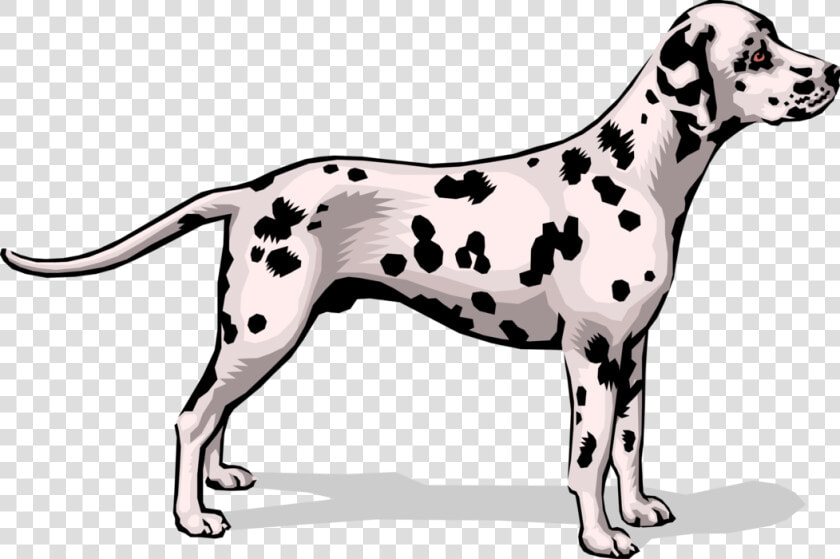 Vector Illustration Of Spotted Dalmatian Dog Stands   Dalmatian  HD Png DownloadTransparent PNG