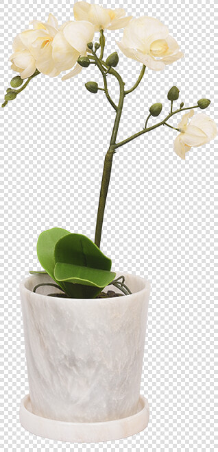 Bougainvillea  HD Png DownloadTransparent PNG