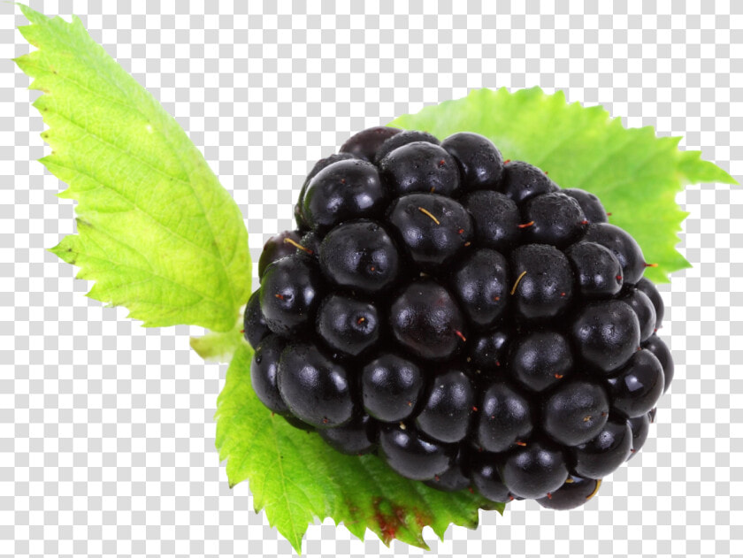 Black Berrys  HD Png DownloadTransparent PNG