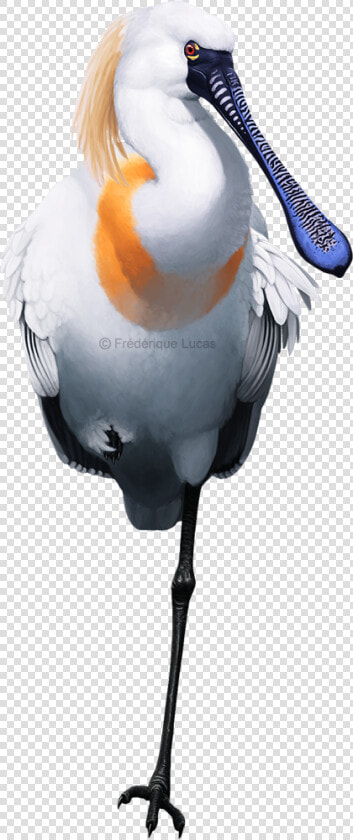 Great Egret  HD Png DownloadTransparent PNG