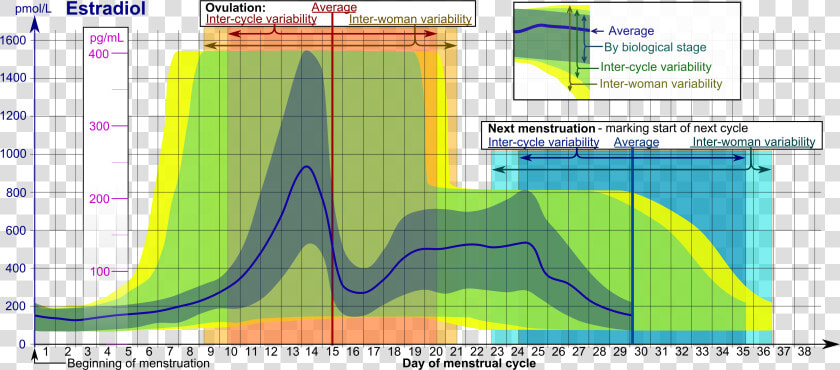 Estradiol During Menstrual Cycle   Cycle Estrogen  HD Png DownloadTransparent PNG