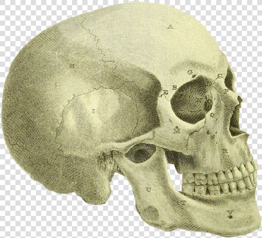 Dad Had Spent All Summer Working In His Basement   Skull  HD Png DownloadTransparent PNG