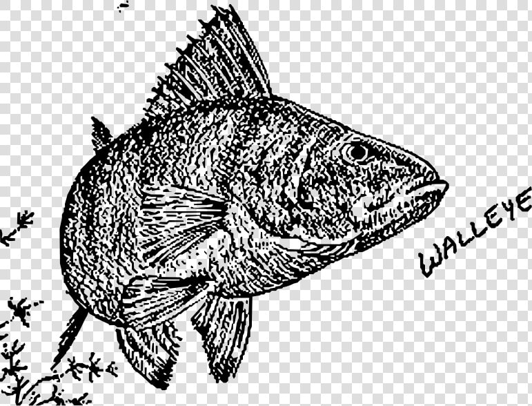 Walleye   Drawings  HD Png DownloadTransparent PNG