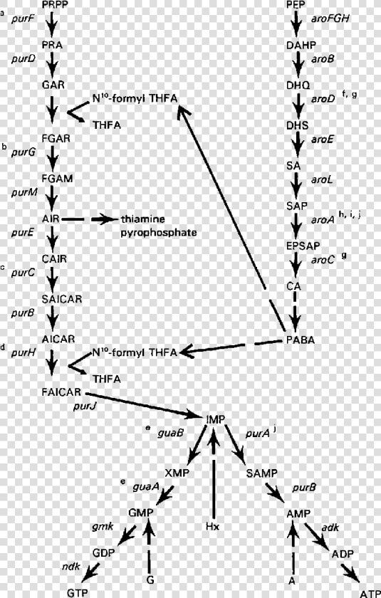 Purine De Novo Biosynthesis Pathway And Contribution   Purine Biosynthesis Pathway In Staphylococcus Aureus  HD Png DownloadTransparent PNG