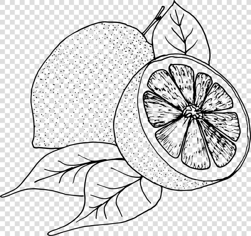 Transparent Lemon Slices Clipart   Lemon Black And White  HD Png DownloadTransparent PNG