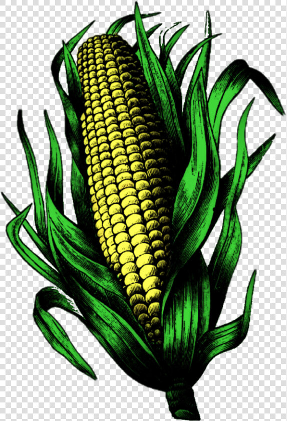  corn  cornonthecob  corncob  earofcorn   Corn Kernels  HD Png DownloadTransparent PNG