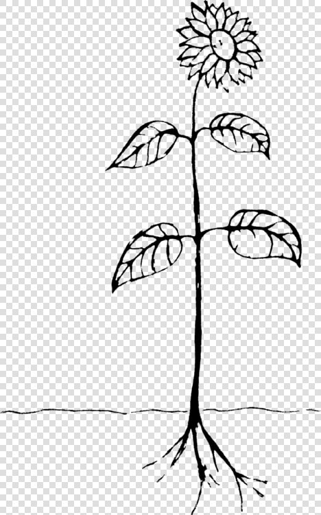 Art symmetry monochrome Photography   Drawing Of A Plant  HD Png DownloadTransparent PNG