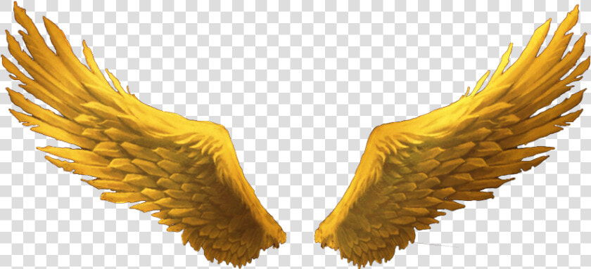  goldenwings  goldwings  golden  gold  wings  wimg   Gold Angel Wings Png Transparent  Png DownloadTransparent PNG