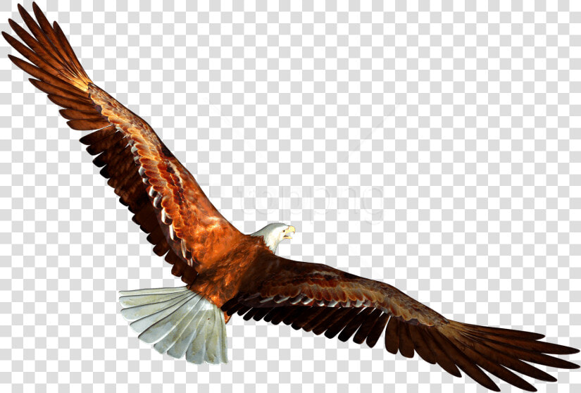 Free Png Download Eagle Png Images Background Png Images   Eagle Transparent  Png DownloadTransparent PNG