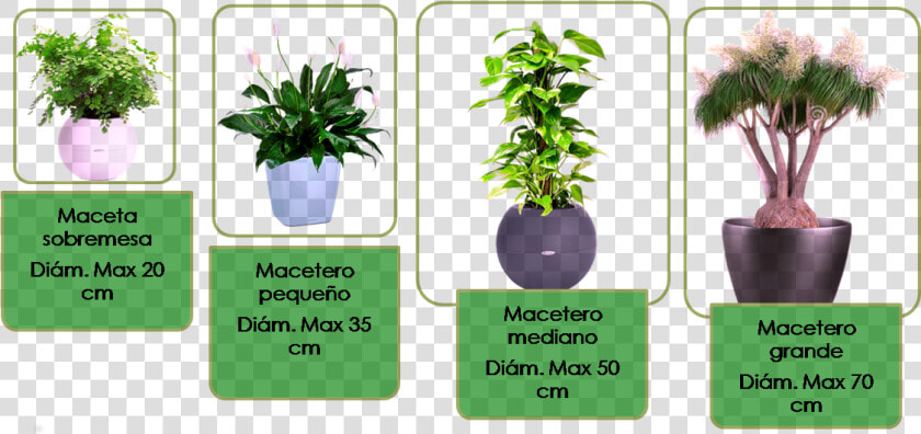 Tamaños De Las Plantas  HD Png DownloadTransparent PNG