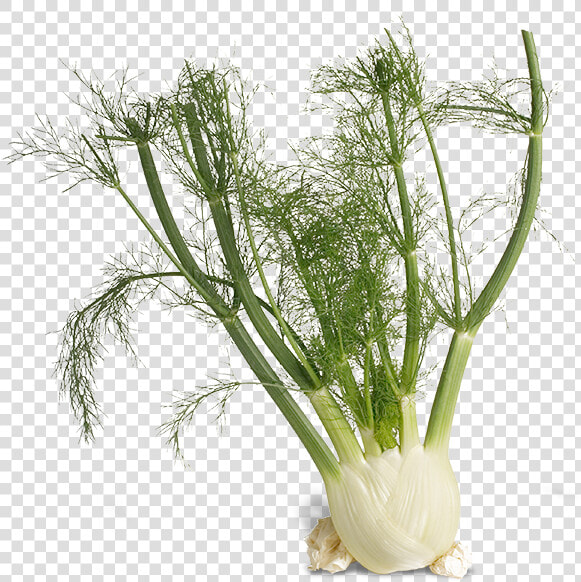 Stock Photo Of Fennel   Fennel Transparent Background  HD Png DownloadTransparent PNG