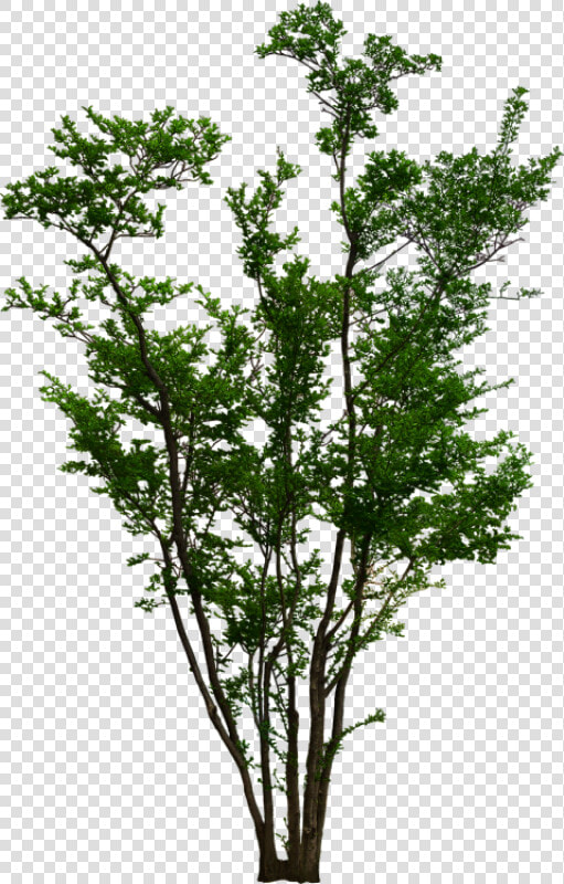 Фото  Автор Olinka   Png Shrubs  Transparent PngTransparent PNG