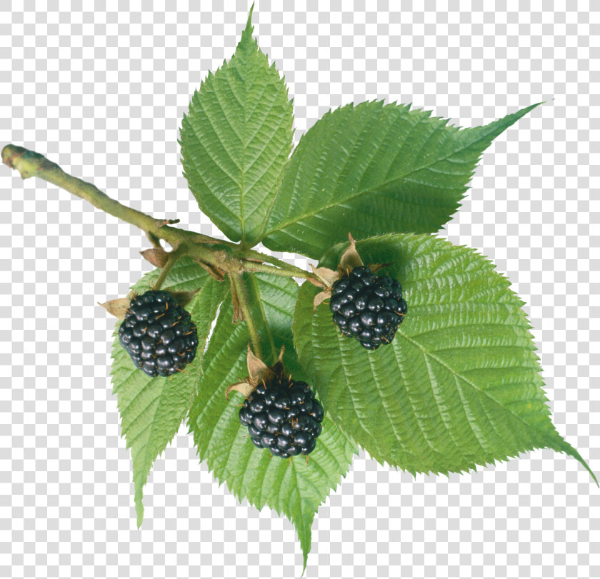 Mulberry Tree Transparent Background  HD Png DownloadTransparent PNG