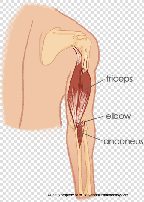 Transparent Forearm Clipart   Anconeus Muscle Tear  HD Png DownloadTransparent PNG