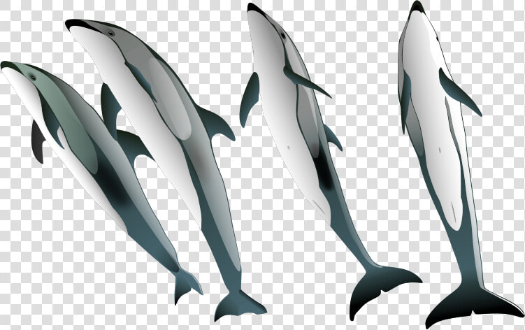 Transparent Dolphin Silhouette Png   Pacific White Sided Dolphin Png  Png DownloadTransparent PNG