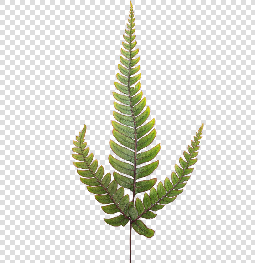 Japanese Painted Fern Potted Indoor Plant   Ostrich Fern  HD Png DownloadTransparent PNG