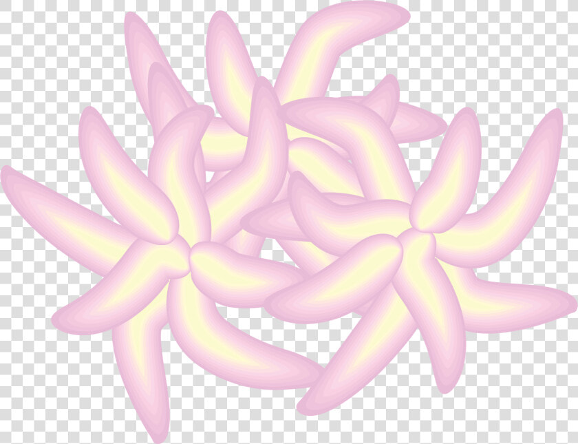 Illustration Of Platelets   Flower  HD Png DownloadTransparent PNG