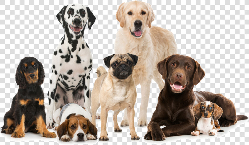 Dogs Png   Best Dog Breeds  Transparent PngTransparent PNG