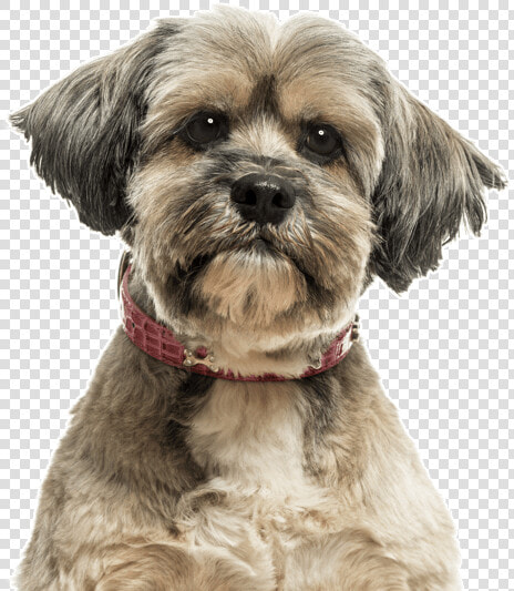 Yorkie Yorkshire Terrier Puppies   Lhasa Apso  HD Png DownloadTransparent PNG