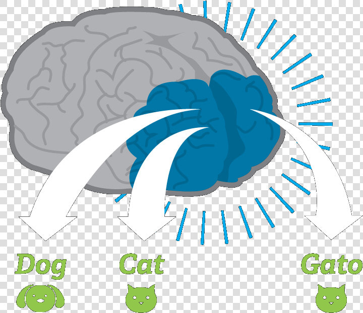 Brains Clipart Language   Kids Bilingual Brain  HD Png DownloadTransparent PNG