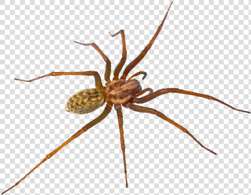 Hr Spiders   Hobo Spider Utah Spiders  HD Png DownloadTransparent PNG