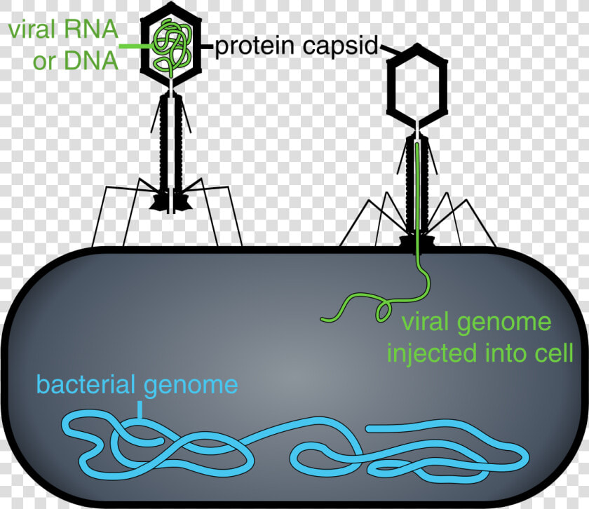 Capsid Vs Capsule Bacteria  HD Png DownloadTransparent PNG