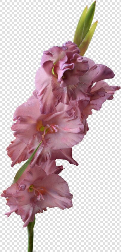  flower  gladiolus  freetoedit   Gladiolus Png  Transparent PngTransparent PNG