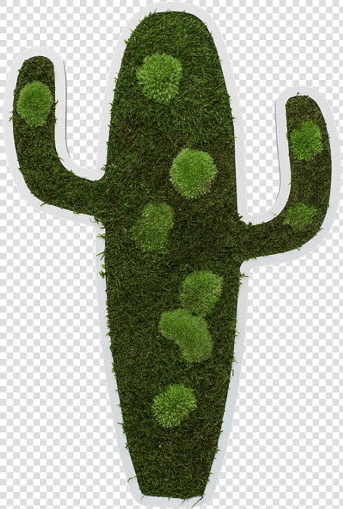 Cactus Pictogram 60 Cm   Chlorophyta  HD Png DownloadTransparent PNG