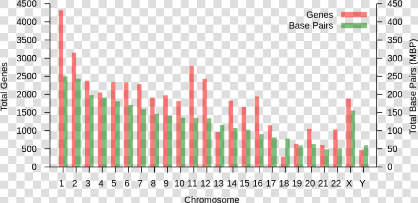 Nombre De Gene Par Chromosome  HD Png DownloadTransparent PNG