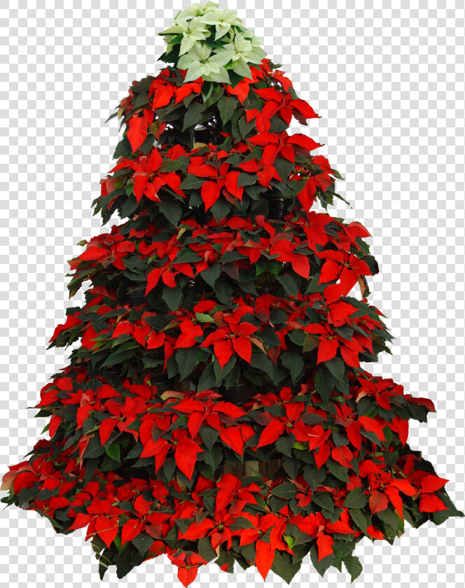 Poinsettia Clip Christmas Tree   Christmas Tree Poinsettia Clipart  HD Png DownloadTransparent PNG