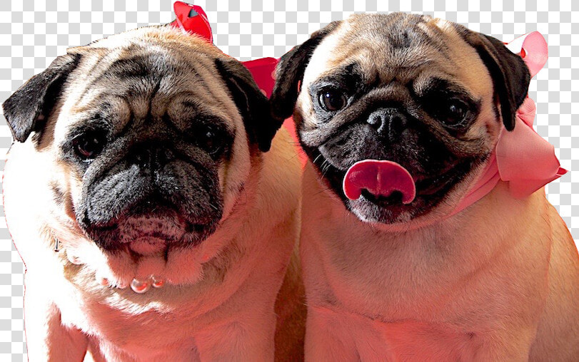 Pug Clipart   Png Download   Pug  Transparent PngTransparent PNG