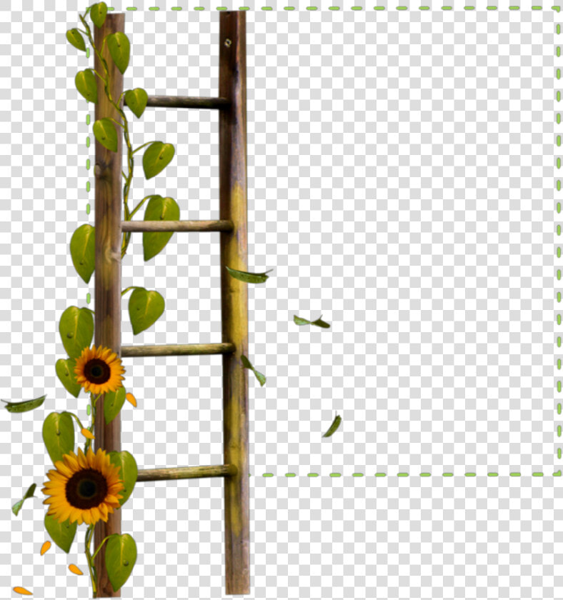  square  green  frame  ladder  sunflower  flowers  borders   Border Transparent Background Sunflower Png  Png DownloadTransparent PNG