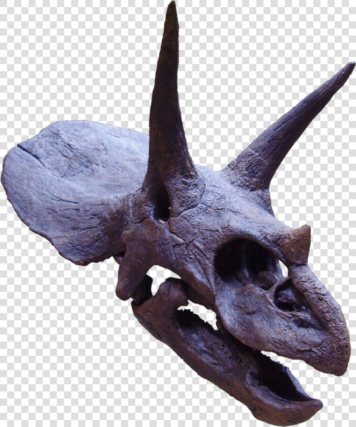 Triceratops   Triceratops Head Png  Transparent PngTransparent PNG