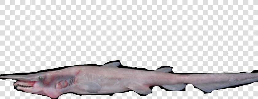 Bronze Hammerhead Shark  HD Png DownloadTransparent PNG