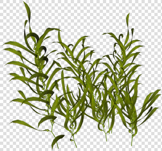 Seaweed Ocean Aquatic Plants   Transparent Aquatic Plant Png  Png DownloadTransparent PNG