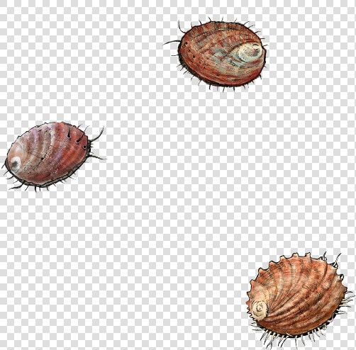 Cockle  HD Png DownloadTransparent PNG