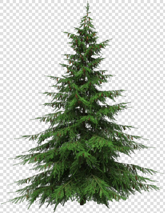 Artificial Christmas Tree Png Transparent Picture   Real Christmas Tree Transparent Background  Png DownloadTransparent PNG