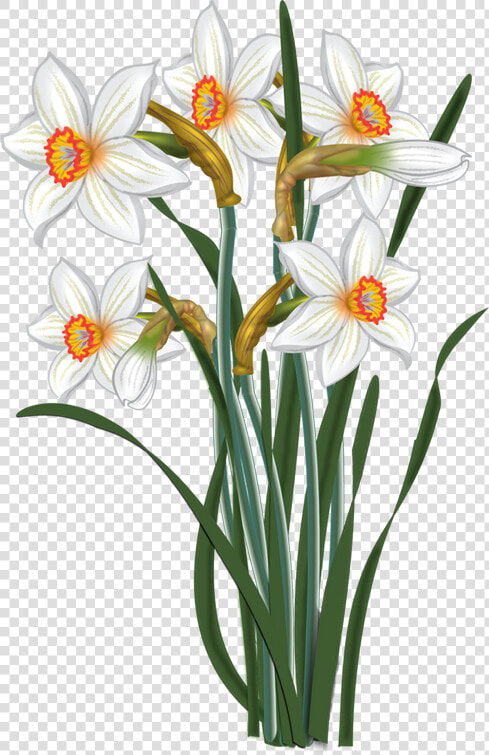 Flowers Vector Narcissus Malowanki   Clip Art Of The Flower Narcissus  HD Png DownloadTransparent PNG