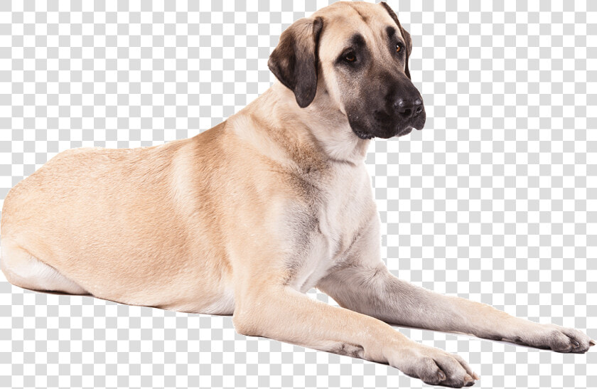 Dog Png     Anatolian Shepherd Png  Transparent PngTransparent PNG