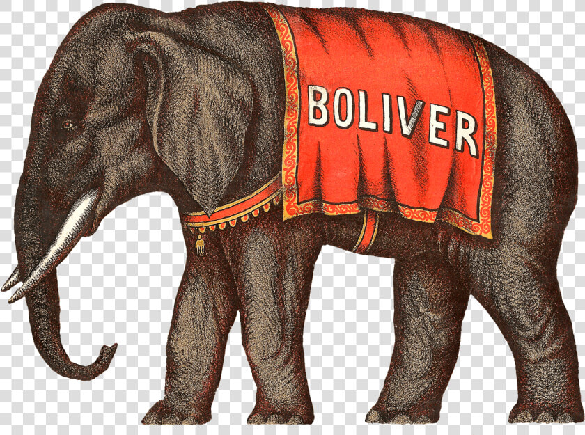 Elephant elephants And Mammoths indian Elephant terrestrial   Circus Elephant Illustration  HD Png DownloadTransparent PNG