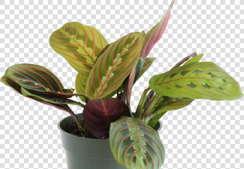 Prayer Plant   Red   Flowerpot  HD Png DownloadTransparent PNG